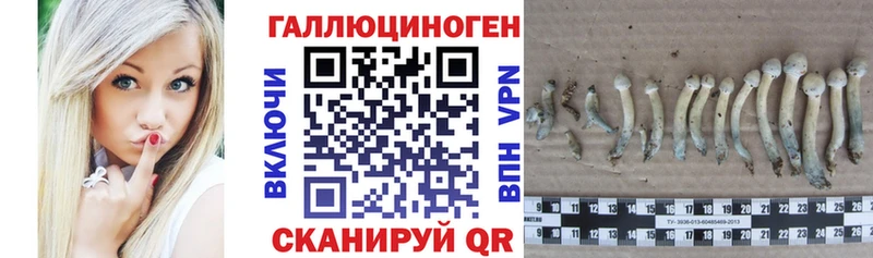 Псилоцибиновые грибы GOLDEN TEACHER  Купить закладки  Северская 